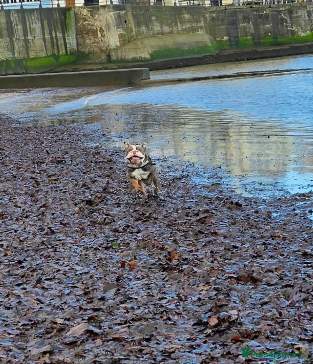 English Bulldog dogs for sale: ENGLISH BULLDOG 1 YEAR REHOME - Advert 2