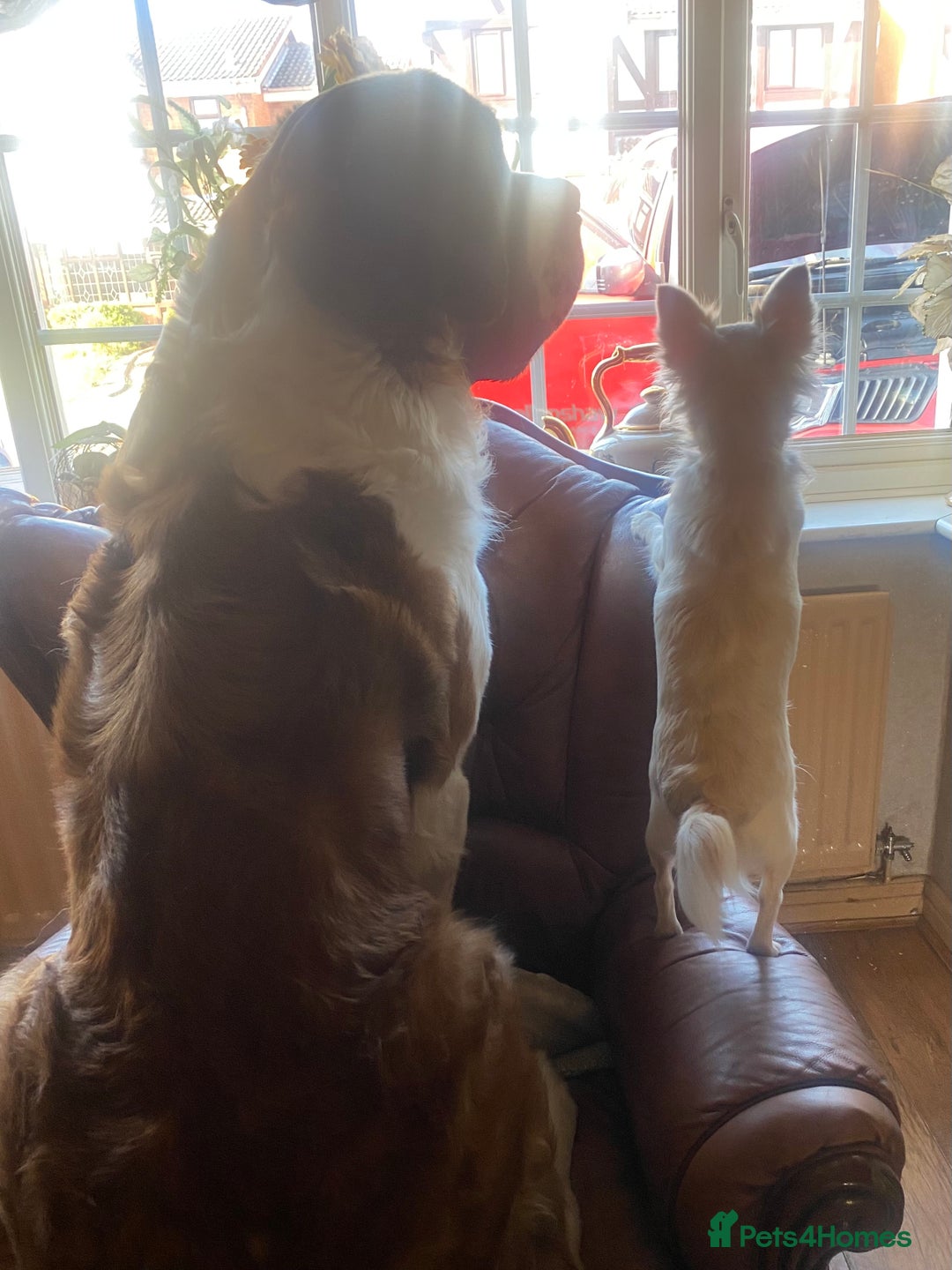 Saint Bernard dogs for sale: Saint Bernard looking for a new home  - Image 3