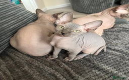 Sphynx cats for sale: 🌟Beautiful sphynx Ready for their new homes 🌟 - Image 11