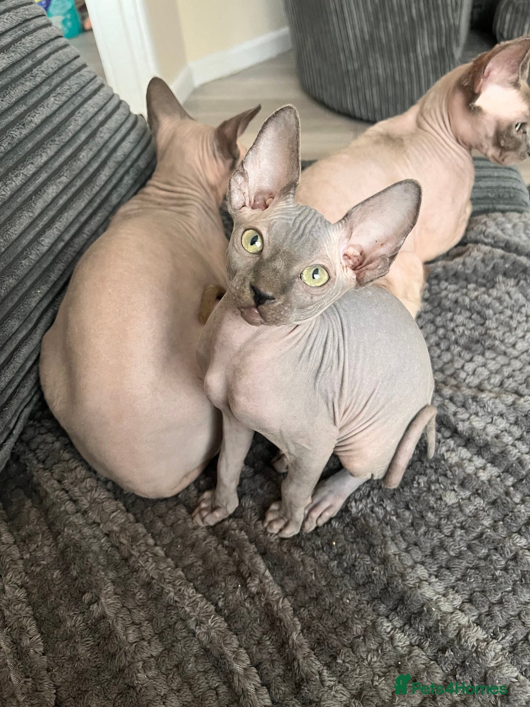 Sphynx cats for sale: 🌟Beautiful sphynx Ready for their new homes 🌟 - Image 11