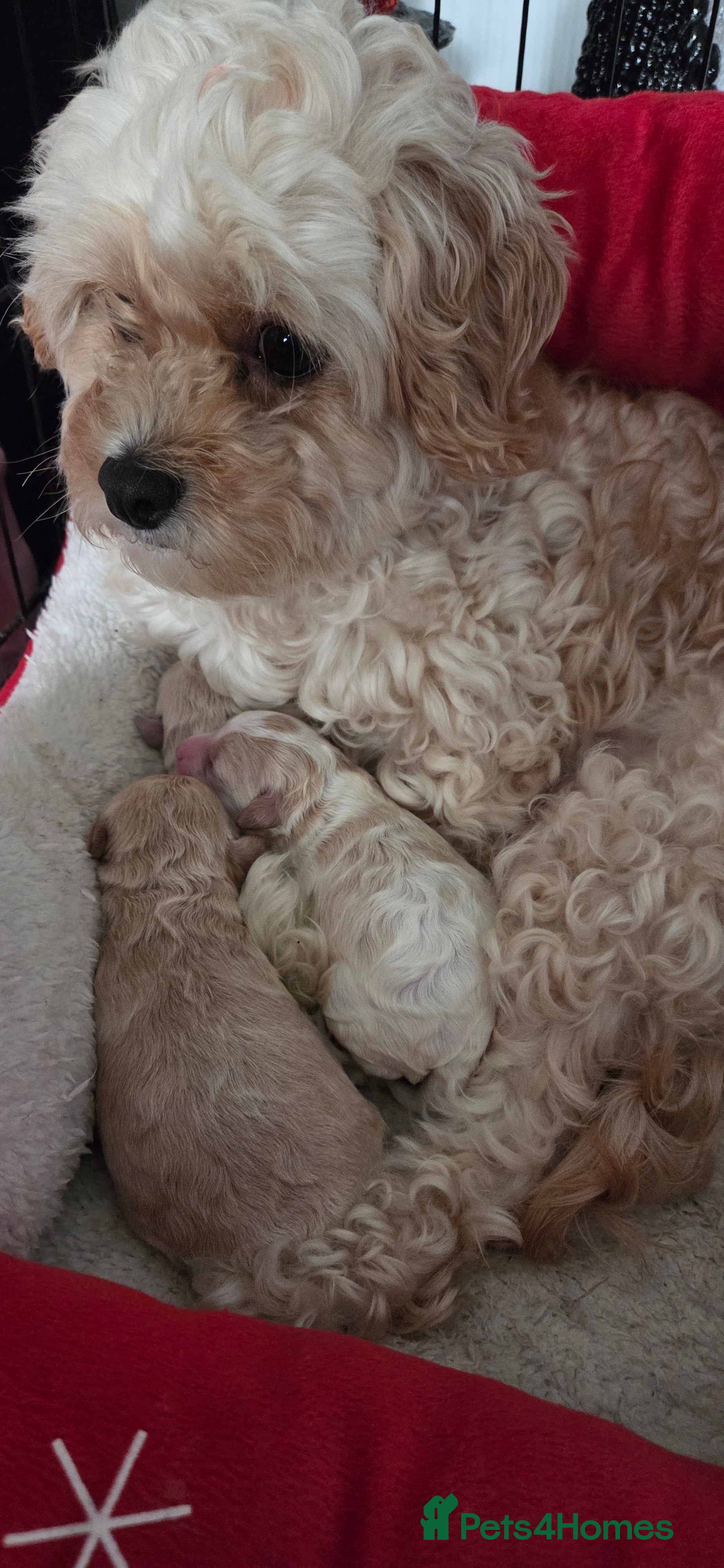 Mixed Breed dogs Maltons  - Advert 1