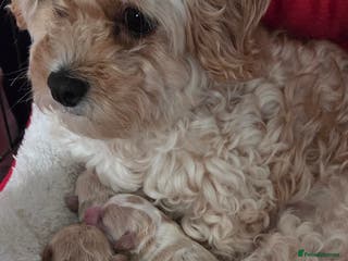 Mixed Breed dogs Maltons - Advert 1