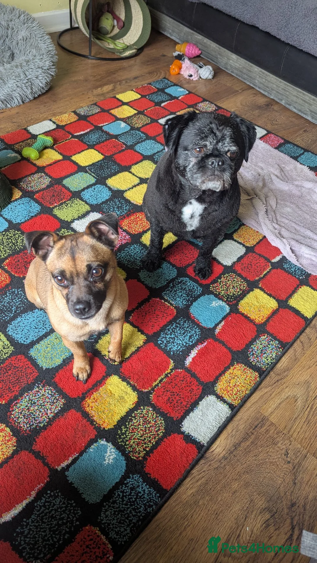 Mixed Breed dogs for sale: Two jugs need loving home. in Ammanford - Advert 5