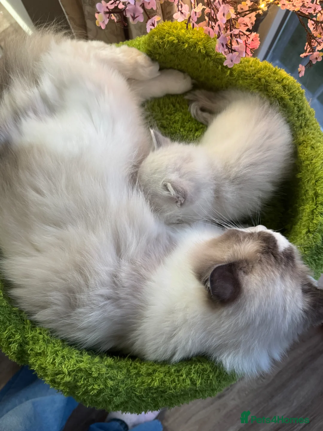 Ragdoll cats for sale: Stunning blue Mitted Tabby Boy in Hemel Hempstead - Advert 2