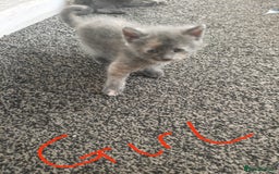 Mixed Breed cats for sale: 5 adrobale kittens  - Image 2