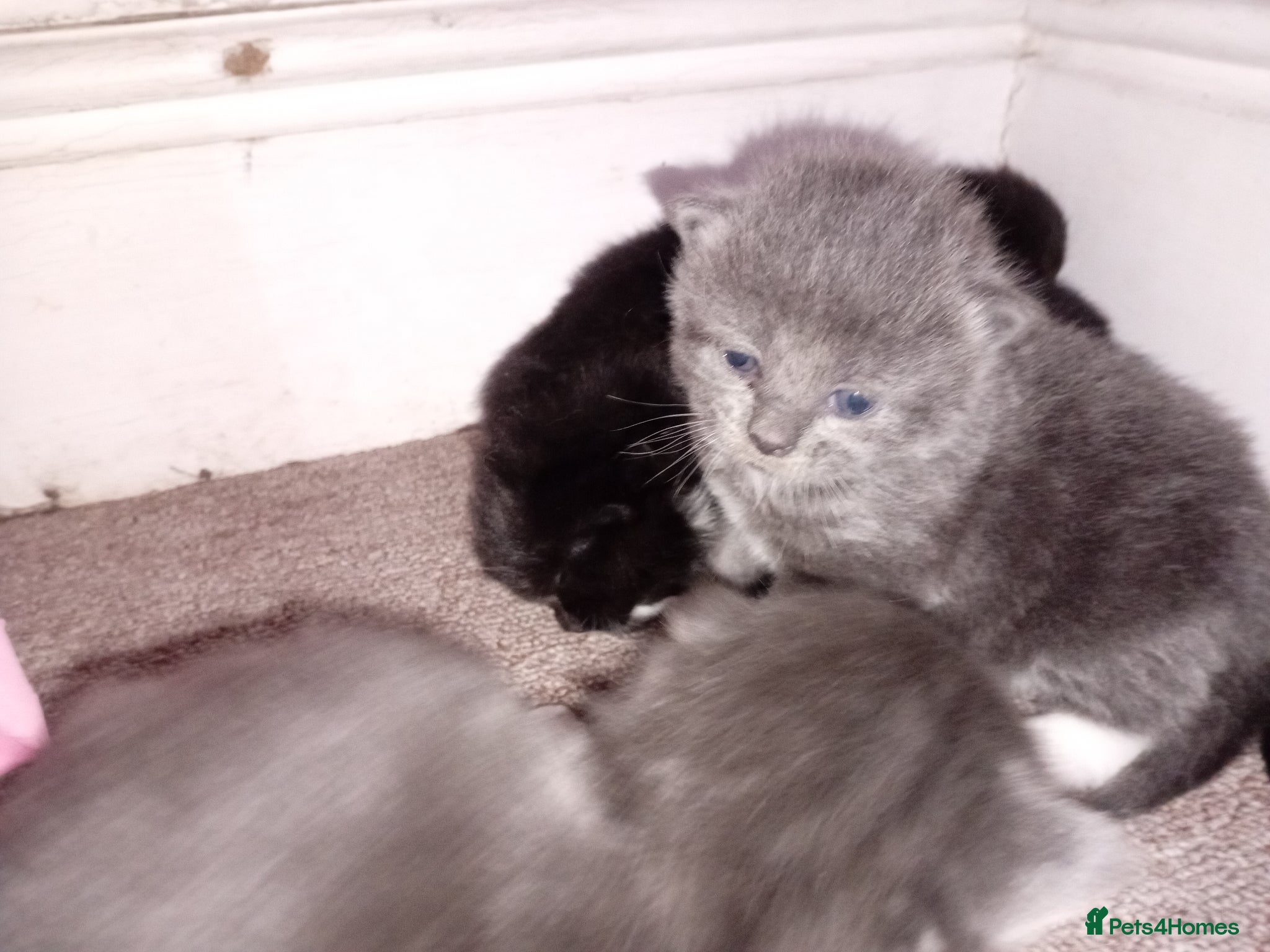 Persian cats 9 Persian Kittens 3 blues and 6 black/black&Whites - Advert 6