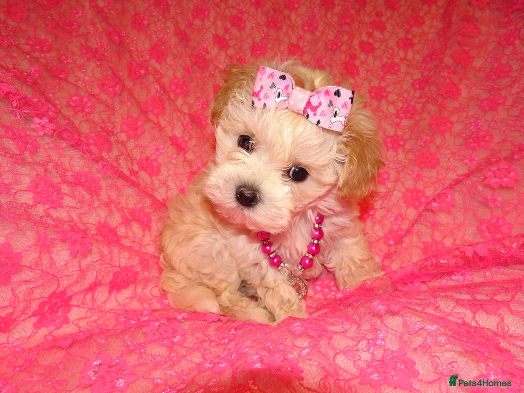 Maltipoo dogs for sale: *Apricot F1 Maltese x Toy Poodle Maltipoo Puppy* - Advert 17