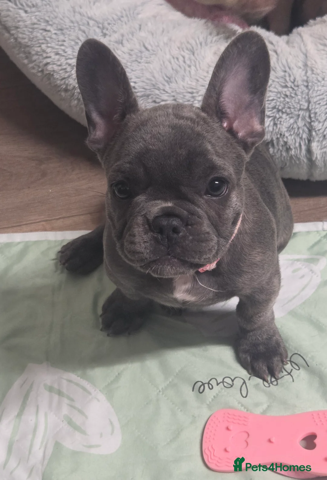French Bulldog dogs for sale: French bulldogs  Last girl  - Advert 2
