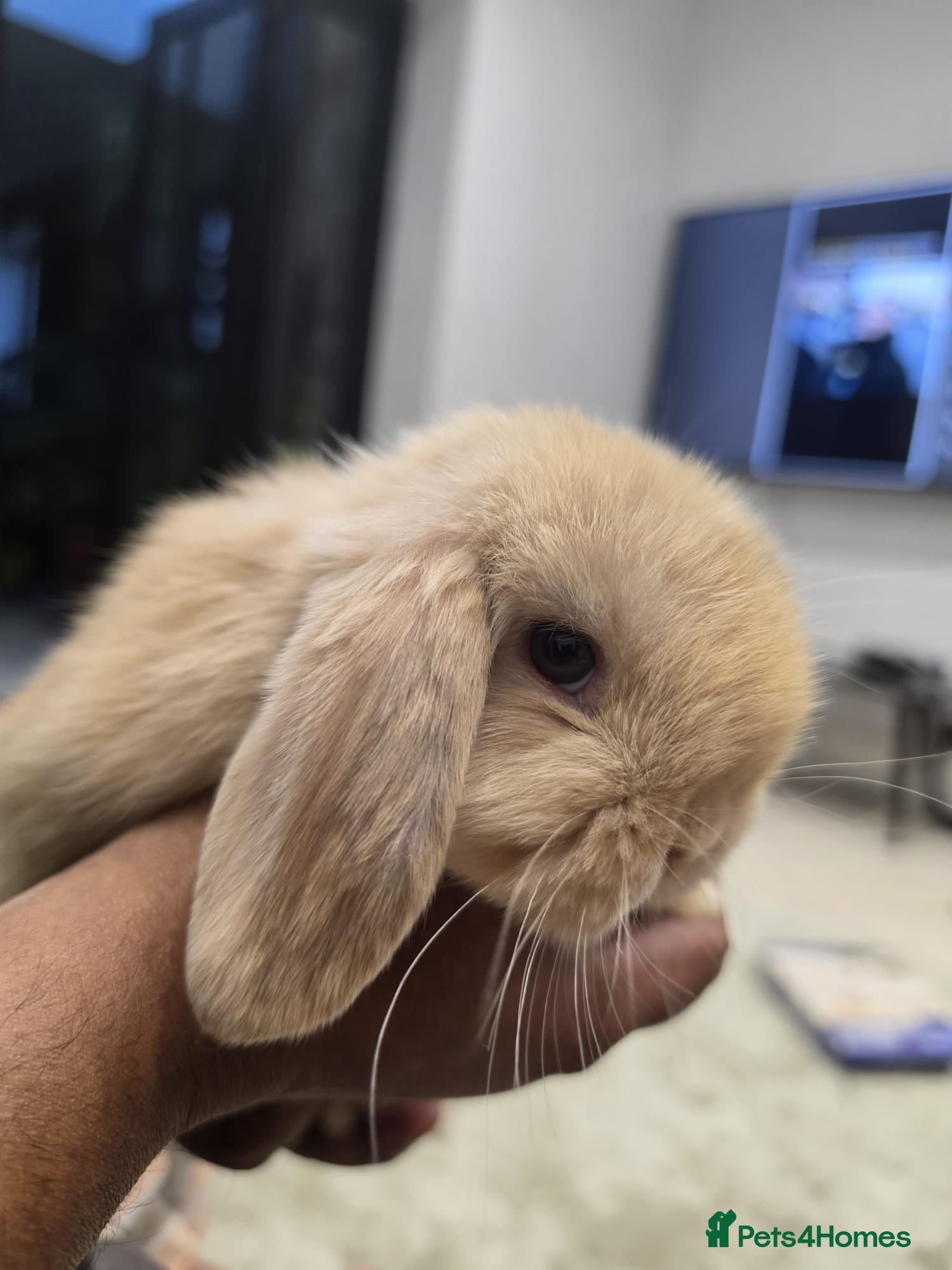 Mini Lop rabbits Purebred Minilops - 5 LEFT - Advert 2