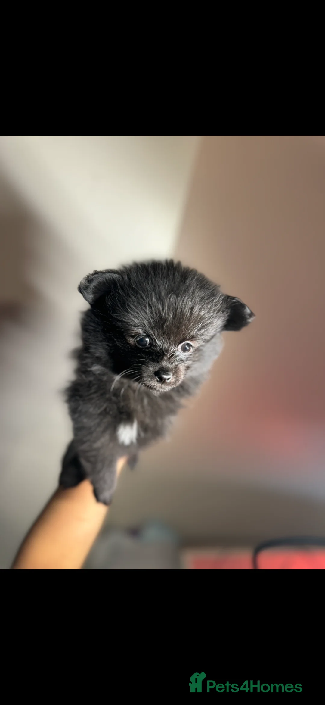 Pomeranian dogs for sale: Pomeranians - Advert 9