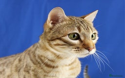 Bengal cats for sale: 🔥Retired Bengal Queen🔥 - Image 2