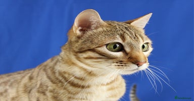 Bengal cats - Advert 2