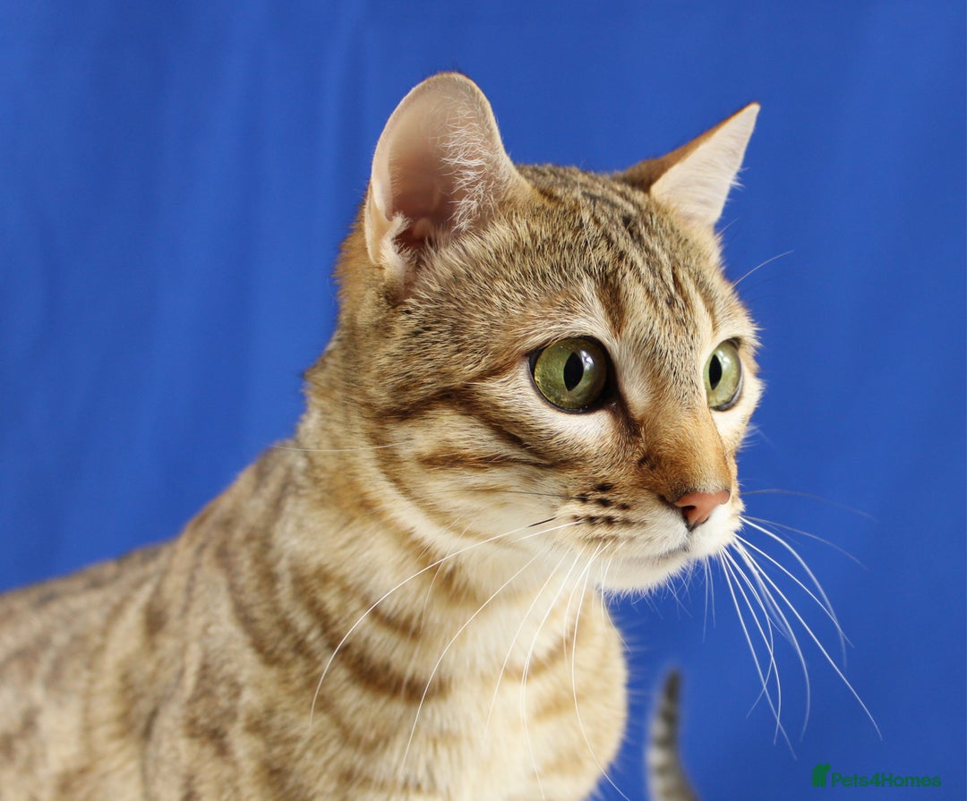 Bengal cats for sale: 🔥Retired Bengal Queen🔥 - Image 2