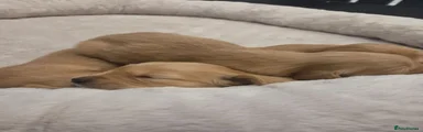 Golden Retriever 3
