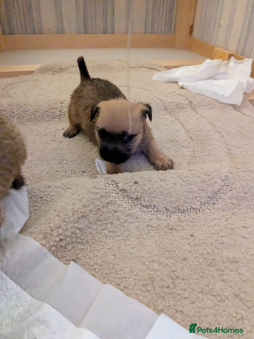 Mixed Breed dogs for sale: Norfolk terrier cross cairn terrier  - Image 8
