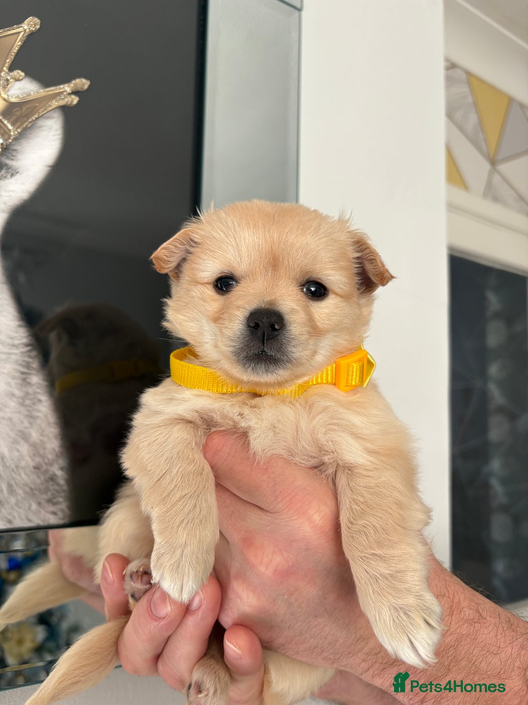 Mixed Breed dogs for sale: Italian volpino x deer head chihuahua puppies  - Advert 12