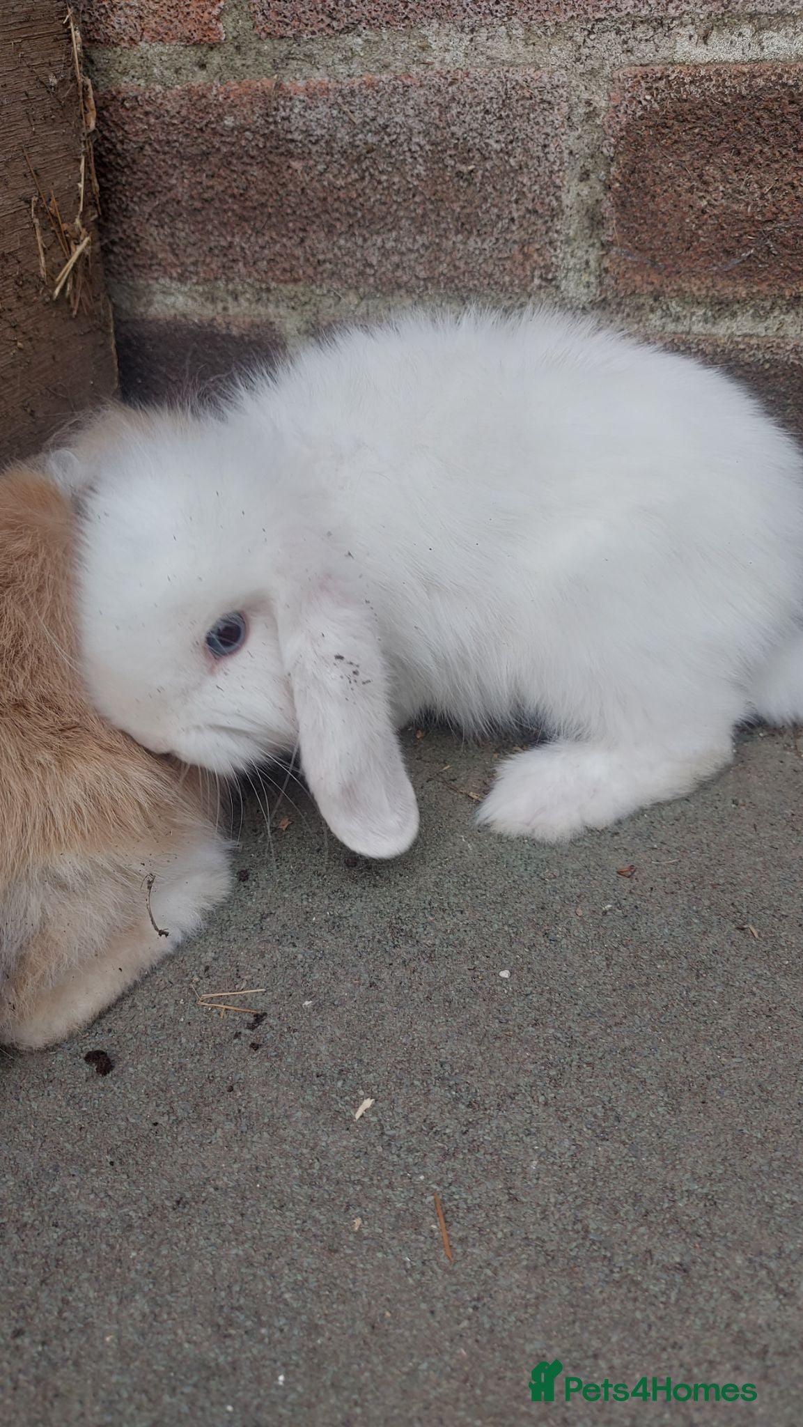 Mini Lop rabbits Miniature mini lops - Advert 1