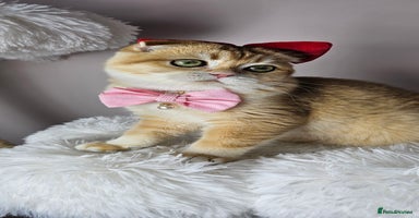 Scottish Fold cats - Advert 3