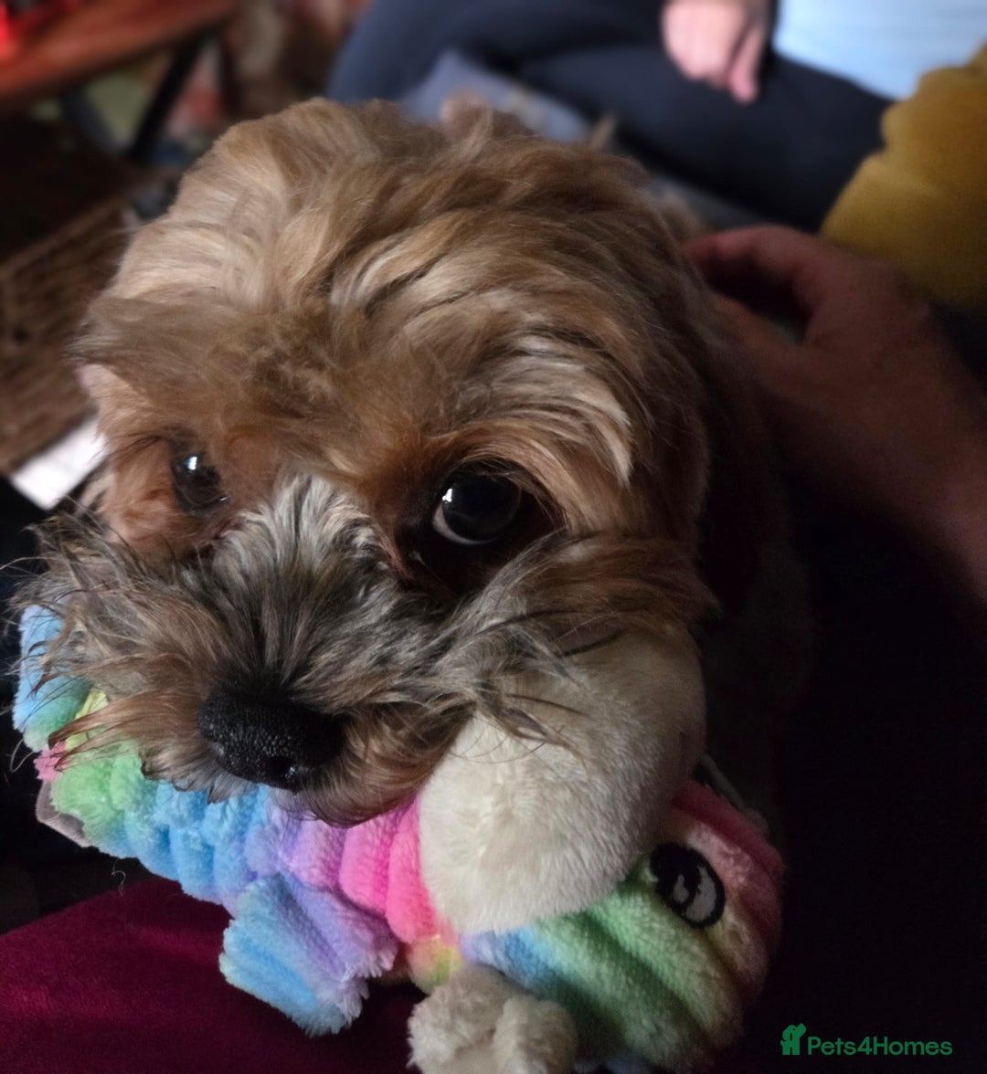 Shihpoo dogs for sale: F2 shihpoo puppies. - Image 25