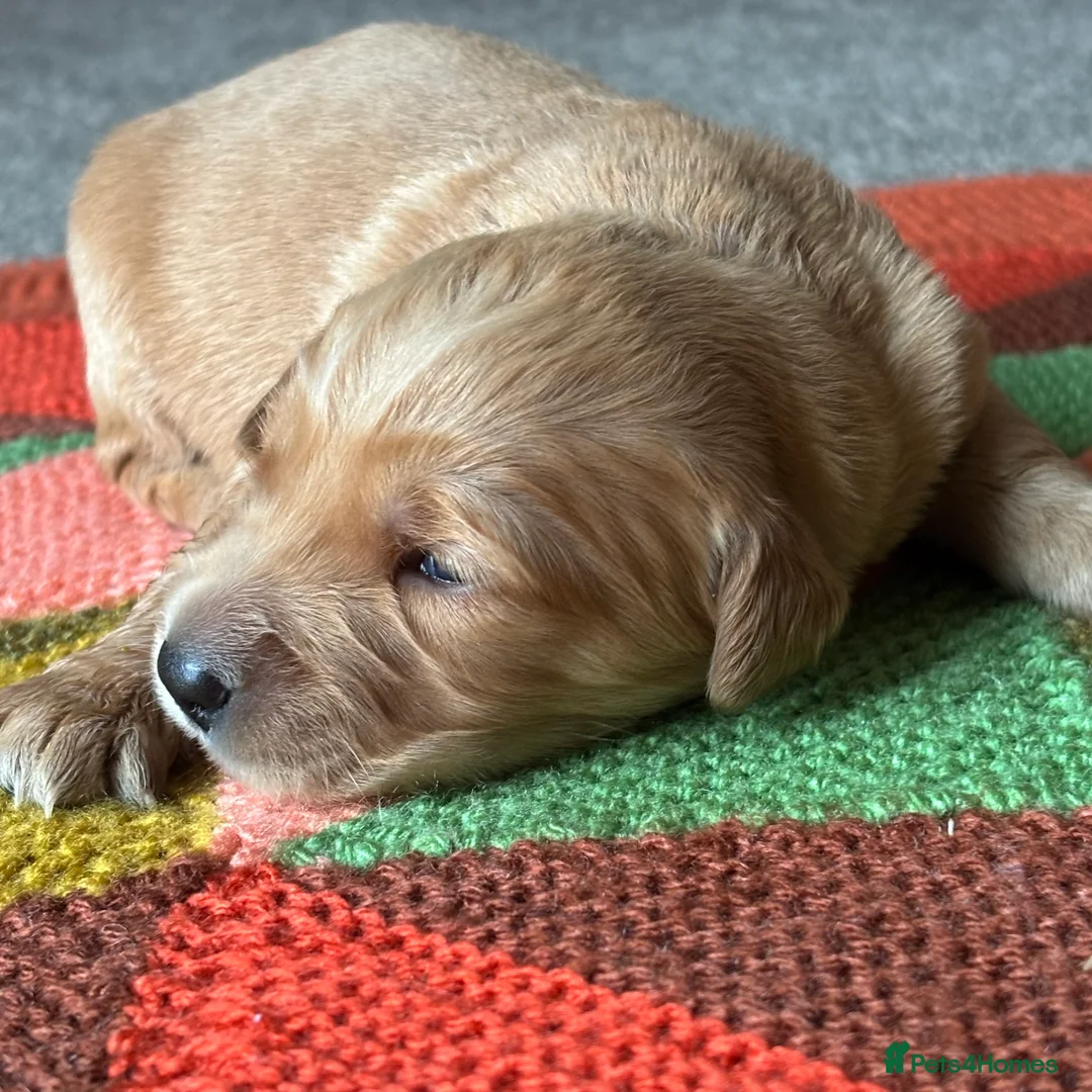 Golden Retriever dogs for sale: FOX RED PUPPIES Golden Retriever KC REG - Advert 28