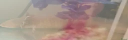 Axolotl reptiles for sale: Rare spotted half albino axolotl  in Barnsley - Advert 2