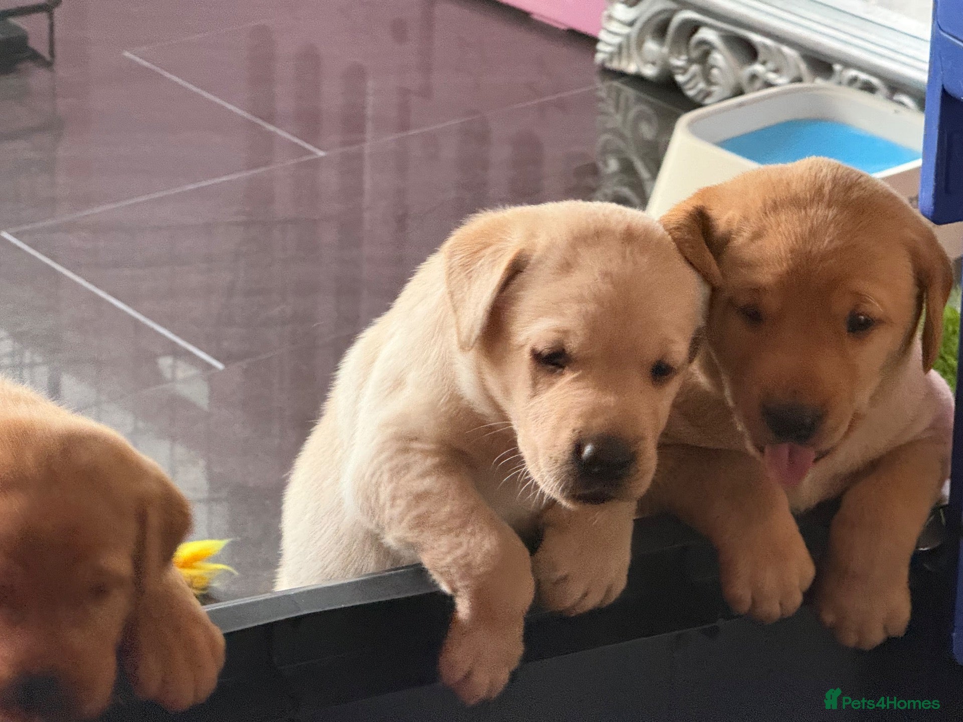 Labrador Retriever dogs Exceptional Health-Tested Purebred Labrador Puppys - Advert 1