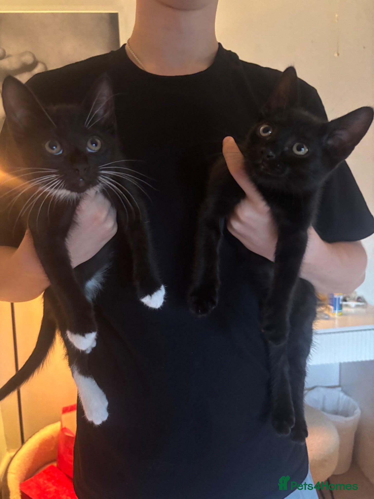 Domestic Shorthair cats Two kittens  - Advert 16