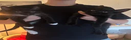 Domestic Shorthair cats for sale: Two kittens  - Advert 1