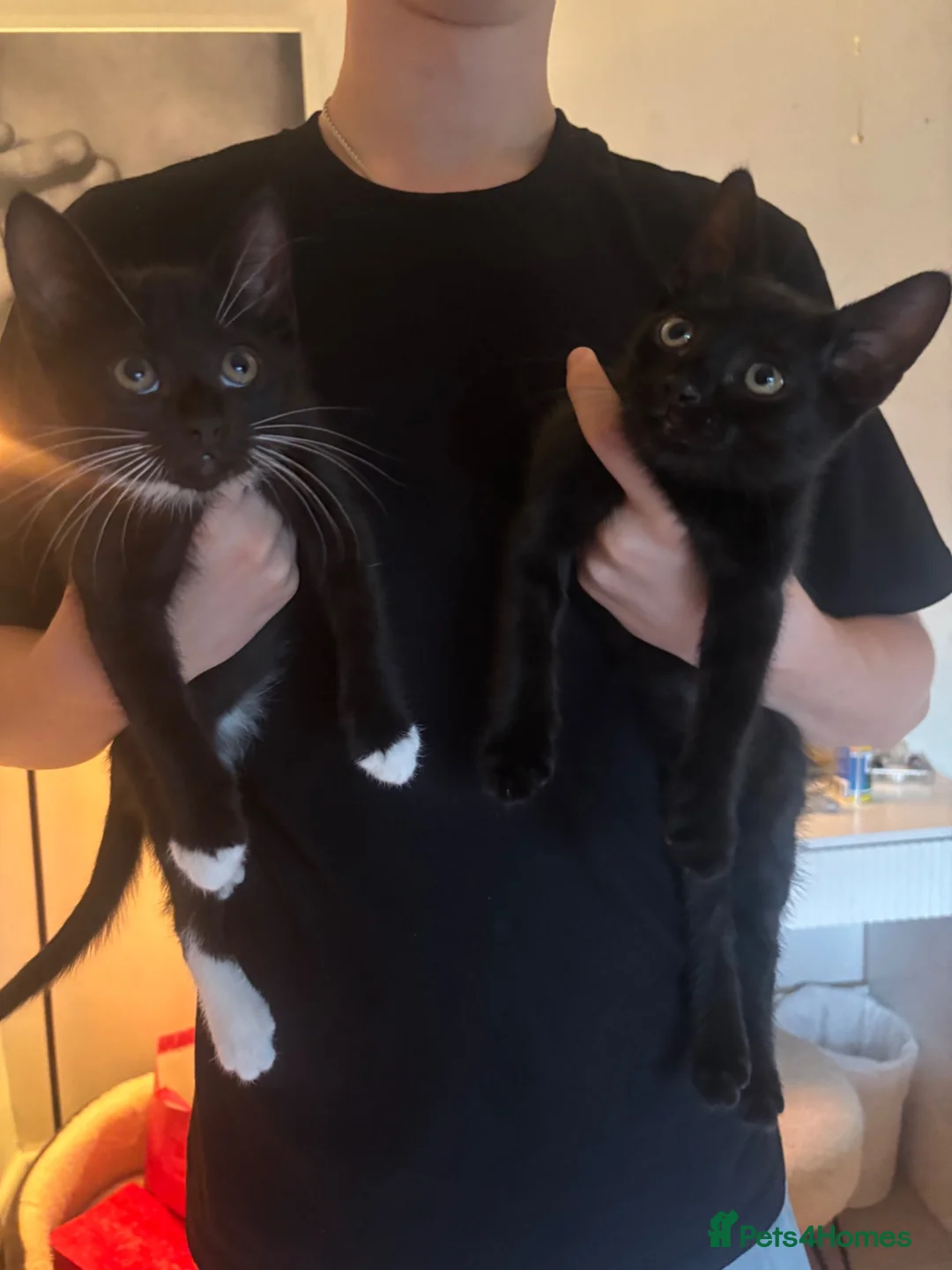 Domestic Shorthair cats for sale: Two kittens  - Advert 1