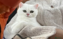 British Shorthair cats for sale: Gorgeous White British Shorthair Girl  - Image 4