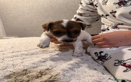 Jack Russell dogs for sale: Jack Russell puppies - Advert 5