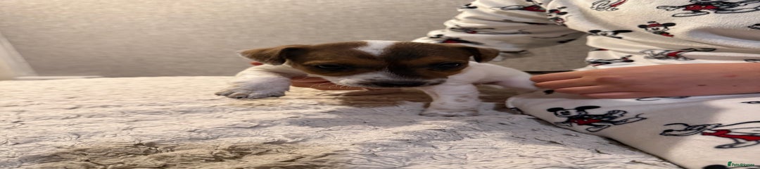 Jack Russell Puppy 4