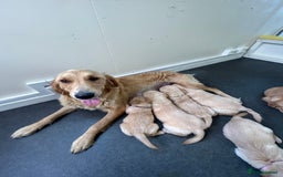 Golden Retriever dogs for sale: Golden retriever puppies for sale  - Image 38
