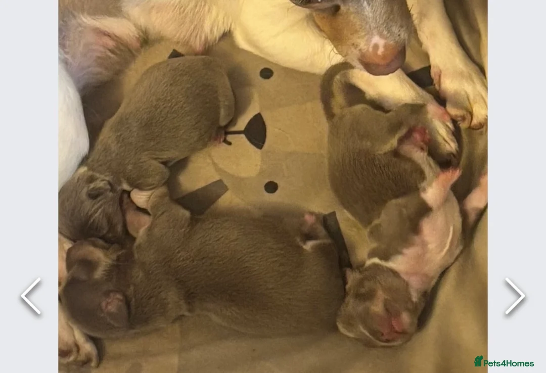 Chihuahua dogs for stud: Proven Lilac KC registered chihuahua for stud  in Liverpool - Advert 20