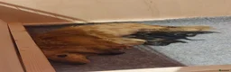 Miniature Dachshund dogs for sale: Long haired miniature dachshund puppies KC REG - Advert 1