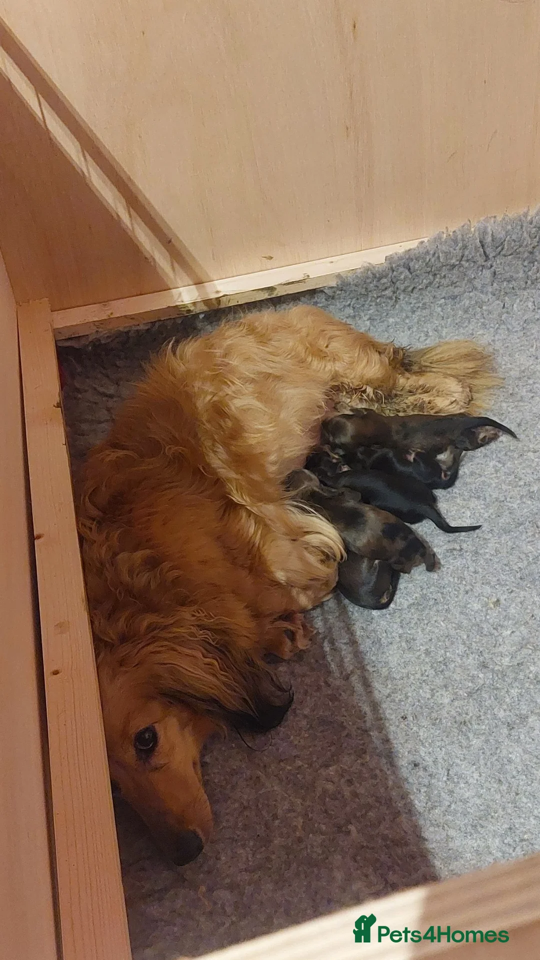Miniature Dachshund dogs for sale: Long haired miniature dachshund puppies KC REG - Advert 1