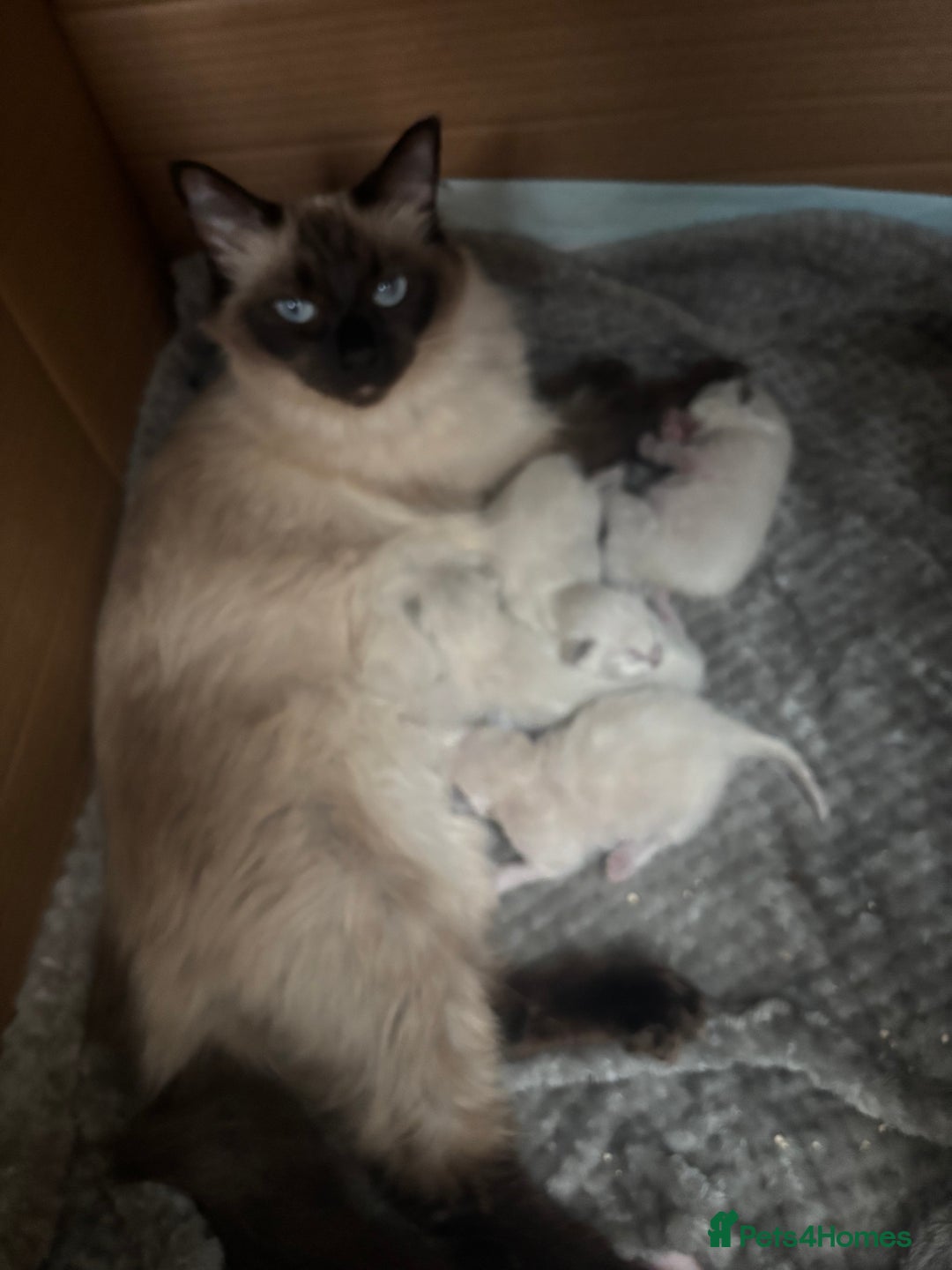 Ragdoll cats for sale: Ragdoll - Pedigree  - Image 8