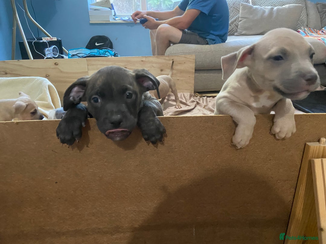 Mixed Breed dogs for sale: Staff x American pocket bully pups  - Image 18