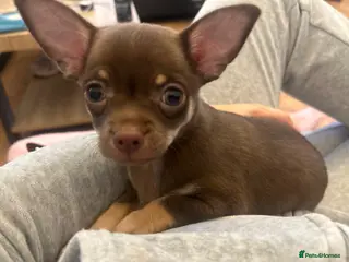Chihuahua dogs Ready now! Chocolate boy🤎 £1500 no deposit - Advert 2