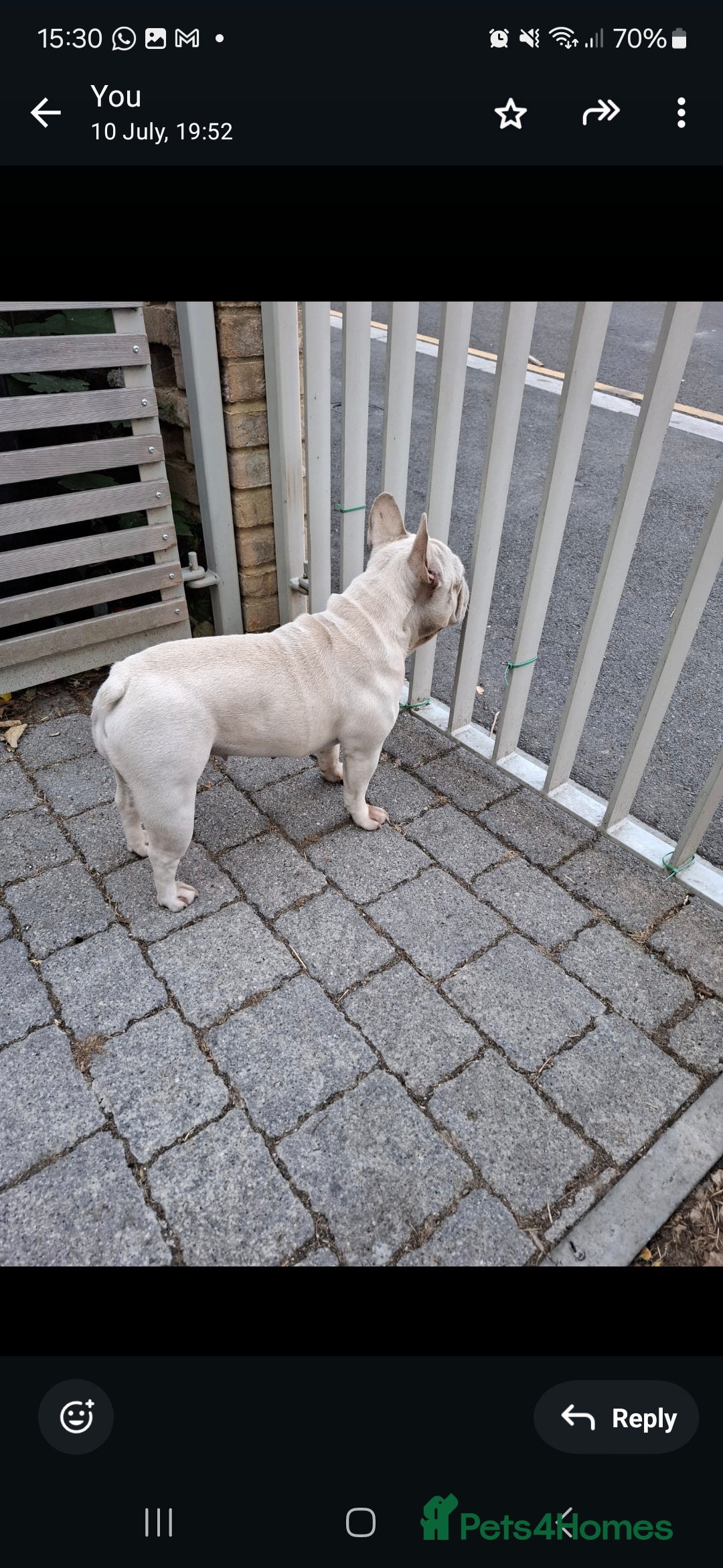 French Bulldog dogs for sale: Female frenchie  - Image 2