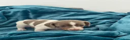 Miniature Dachshund dogs for sale: Lilac piebald miniature dachshund puppies  - Advert 10
