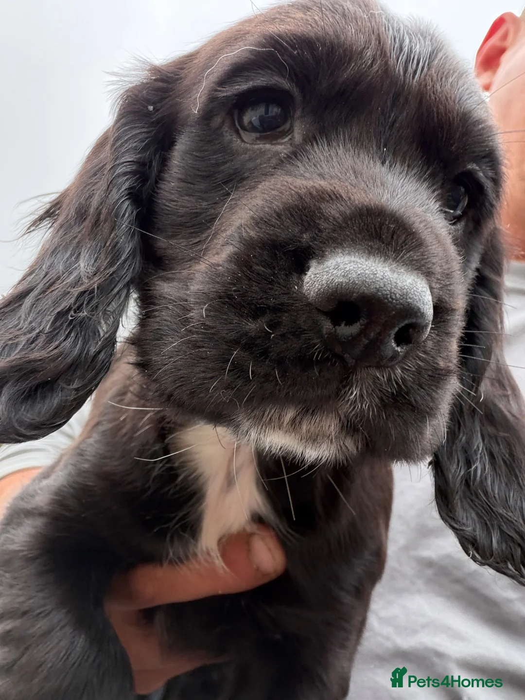 Cocker Spaniel dogs for sale: Cocker spaniels  - Advert 9