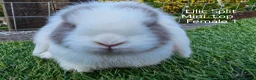 Mini Lop rabbits for sale: Various Mini Lip youngsters females  - Advert 11