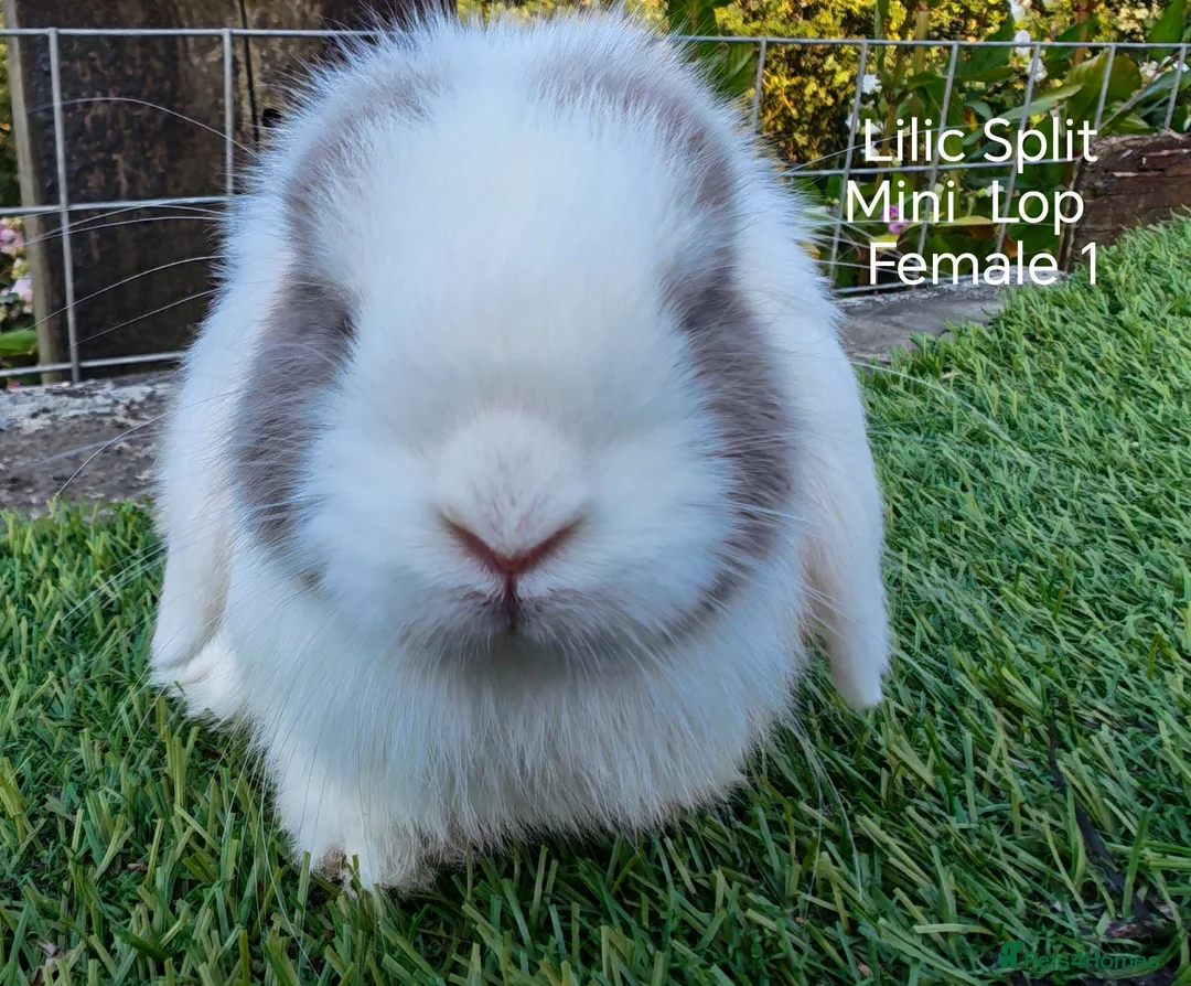 Mini Lop rabbits for sale: Various Mini Lip youngsters females  - Advert 11