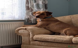 Labrador Retriever dogs for sale: Cosmo  - Image 1