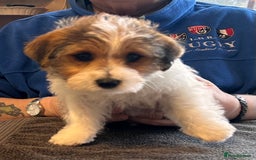 Jack Russell dogs for sale: Pedigree Jack Russell Terriers - Image 26