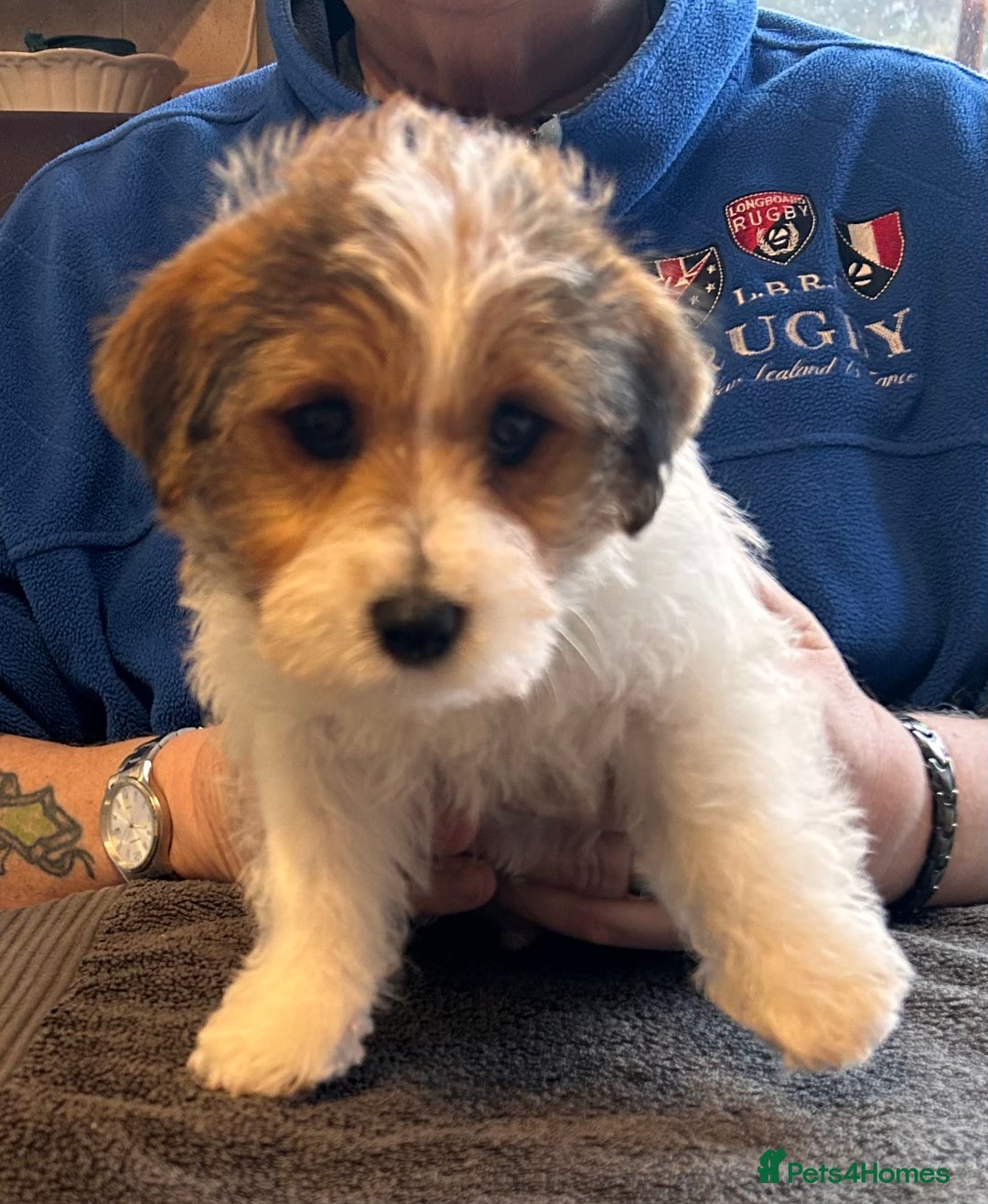 Jack Russell dogs for sale: Pedigree Jack Russell Terriers - Image 26
