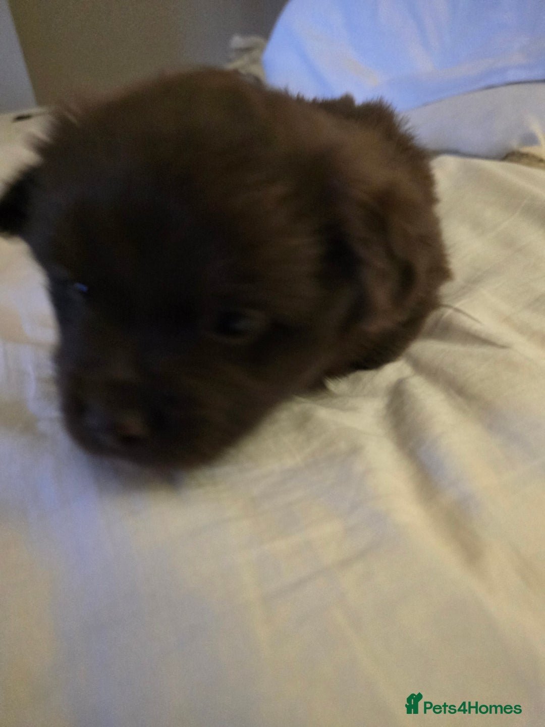 Mixed Breed dogs for sale: Miss Field - Advert 3