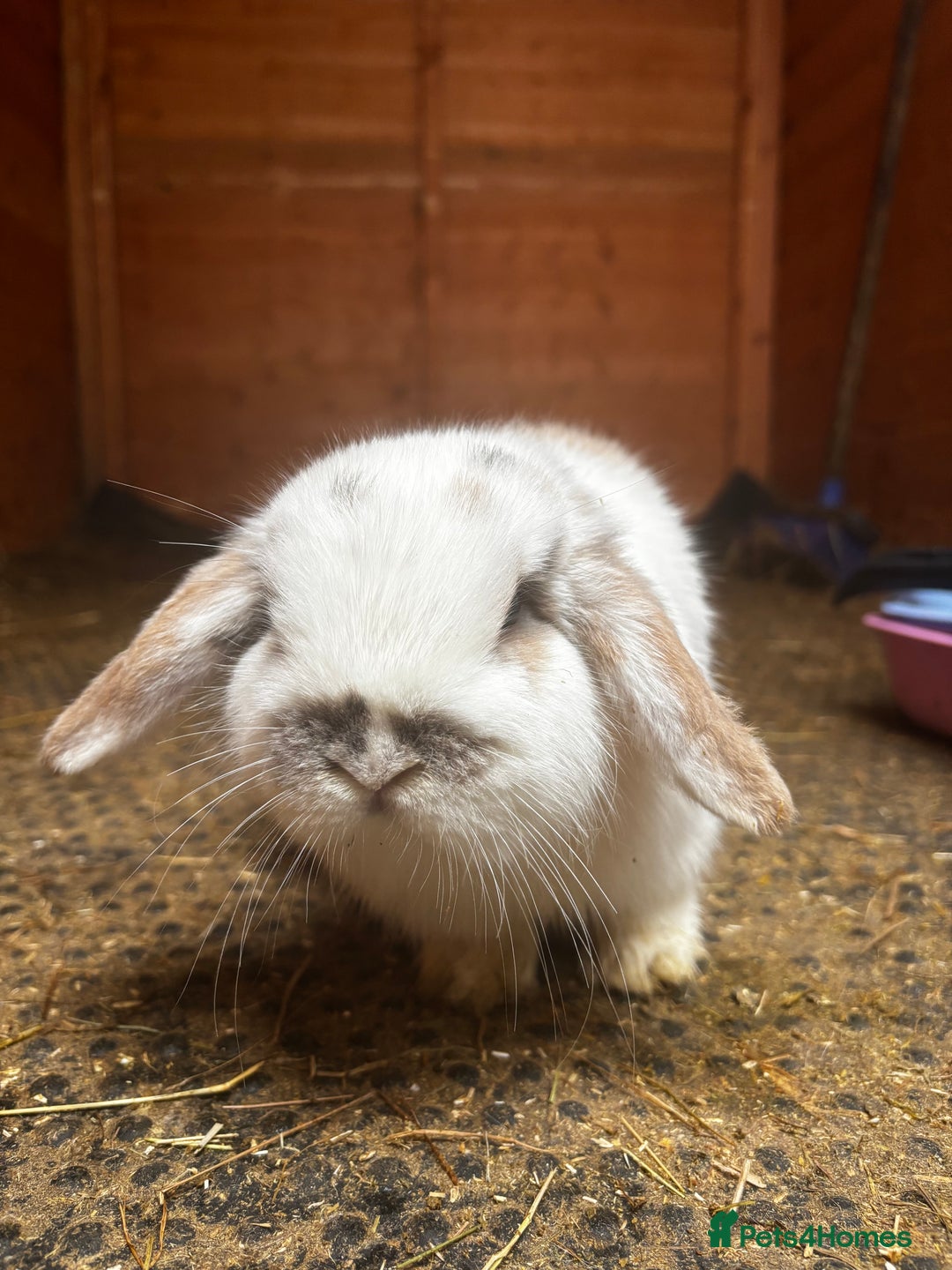 Mini Lop rabbits for sale: Mini Lop Buck  - Advert 4