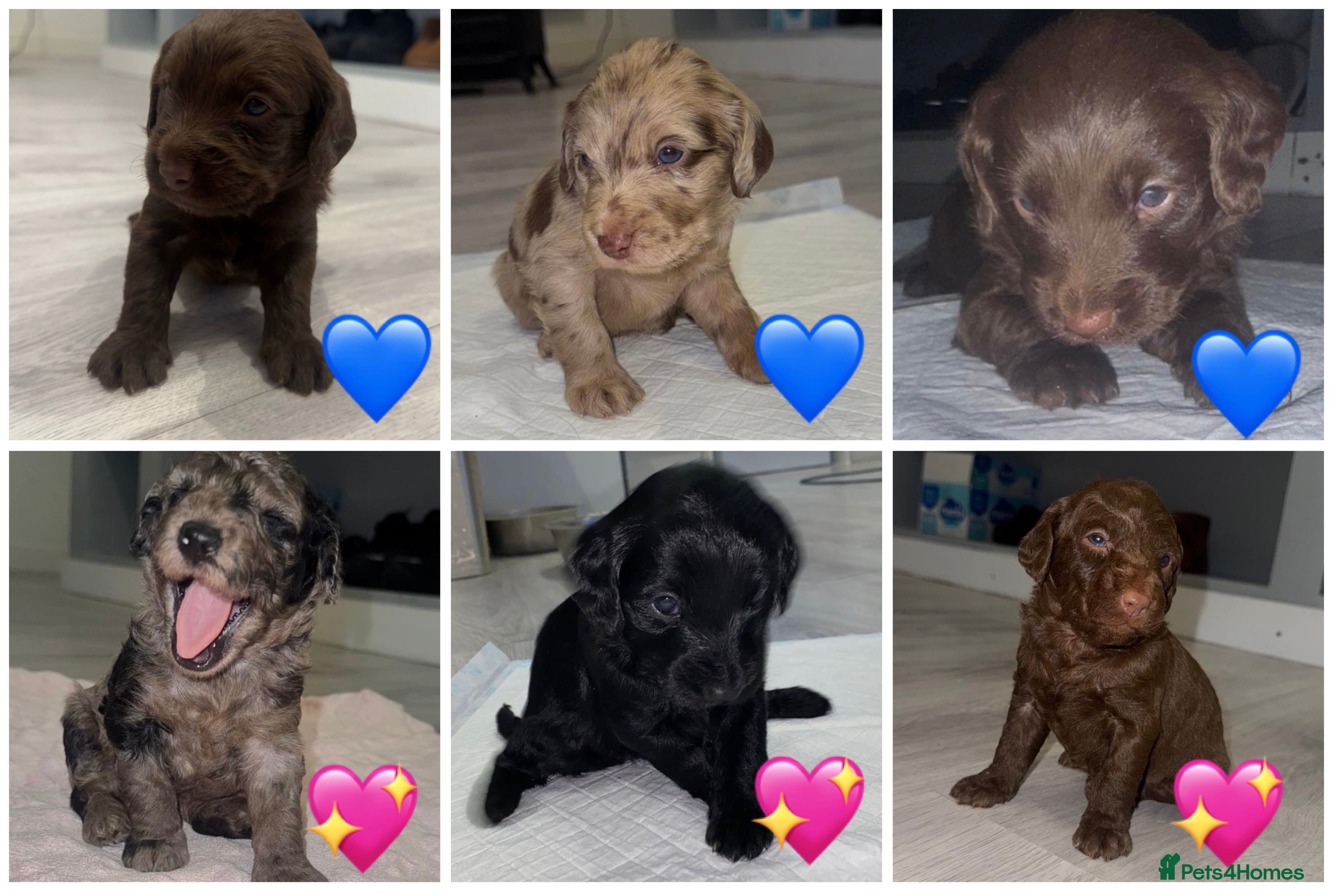 Labradoodle dogs Stunning labradoodle puppies - Advert 2